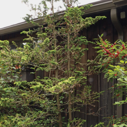 'Fernspray Gold' Hinoki cypress 