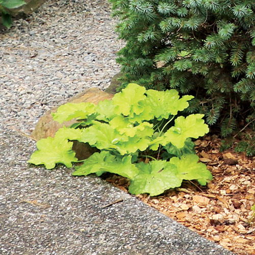 Heuchera 'Ball Gown' 