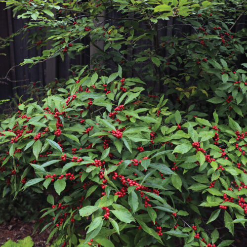 Winterberry Ilex verticillata with berries