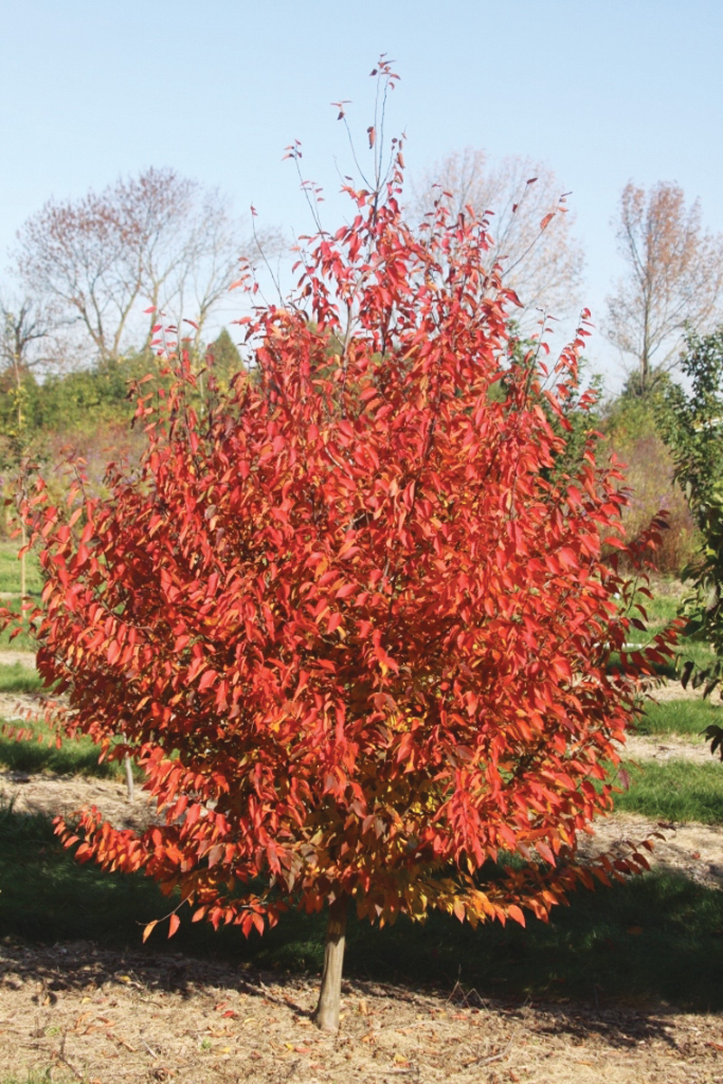 Fire Belle American hornbeam