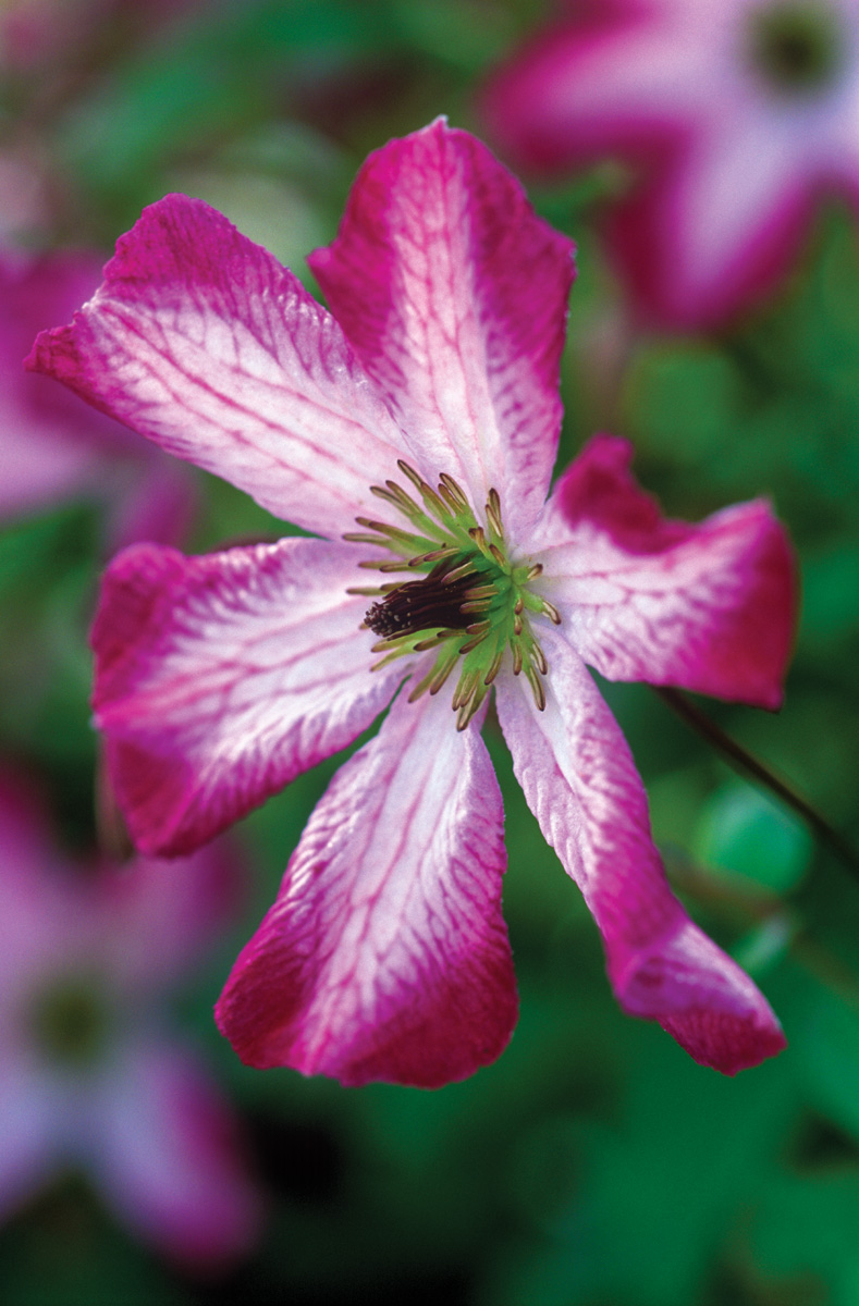 ‘Minuet’ clematis