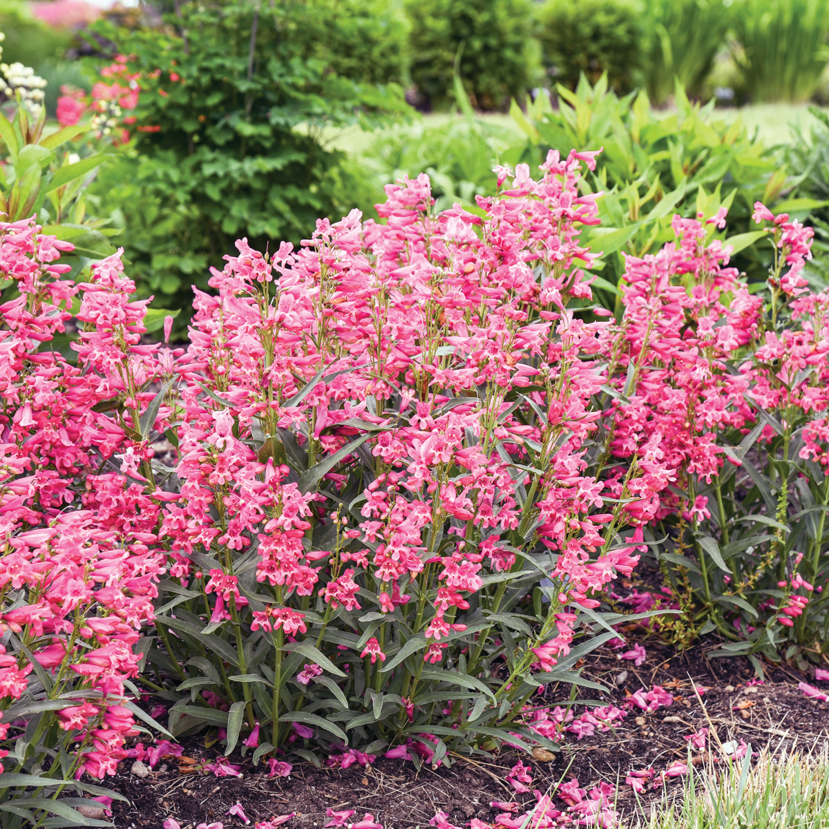‘Pink Pearls’ bearded penstemon