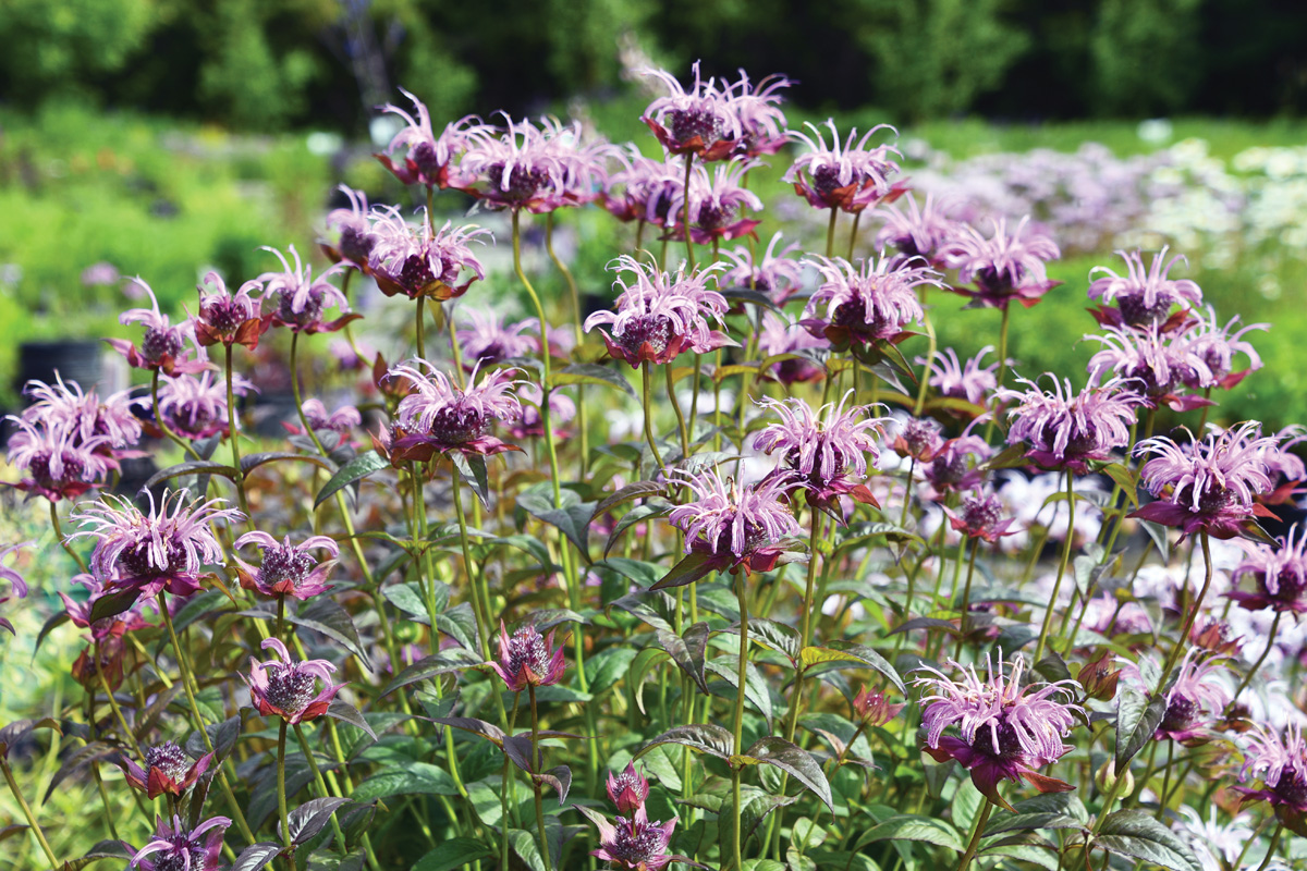 ‘Bumble Bee King’ bee balm