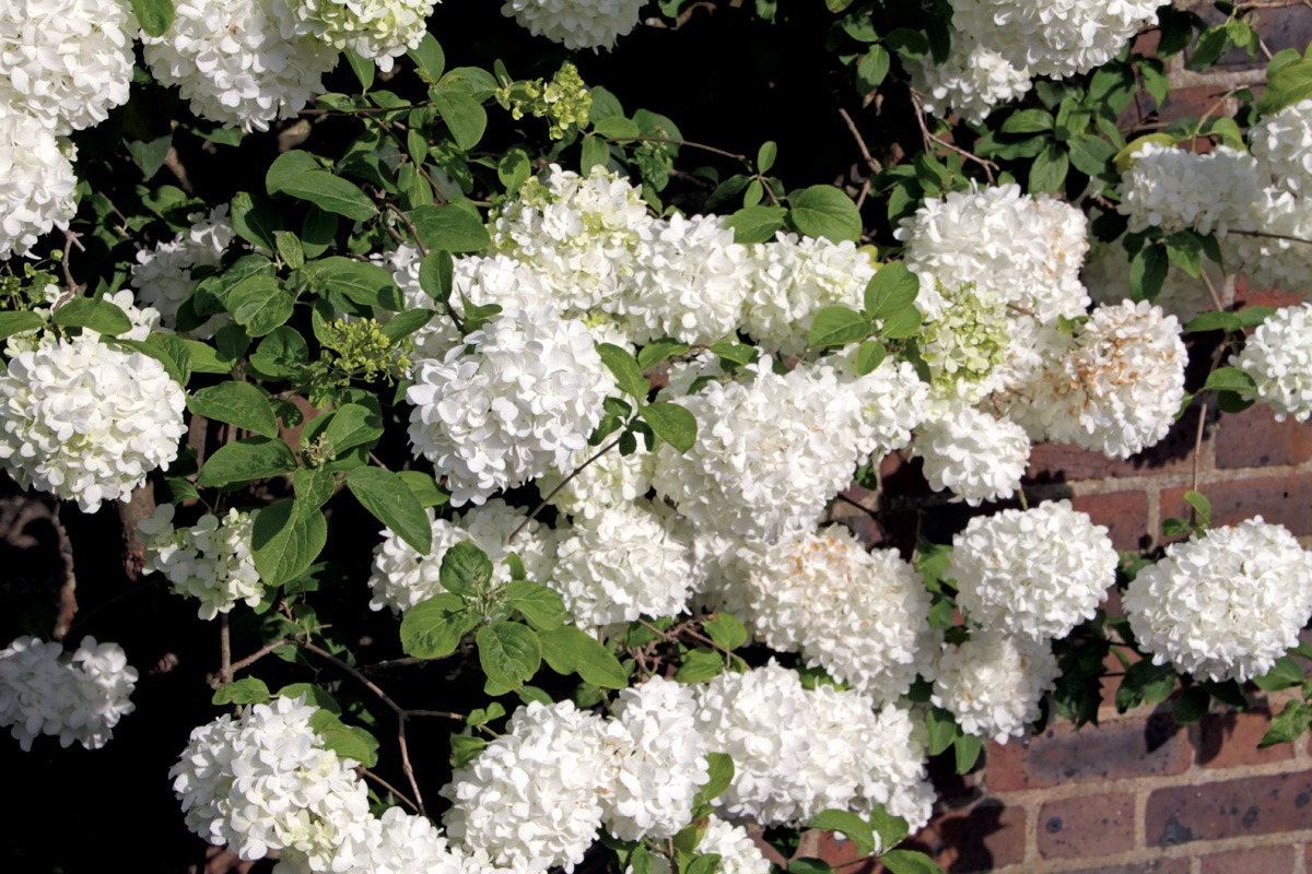 Chinese snowball viburnum
