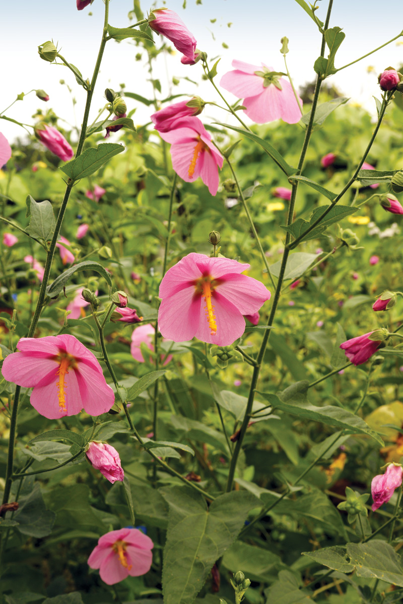 Seashore mallow