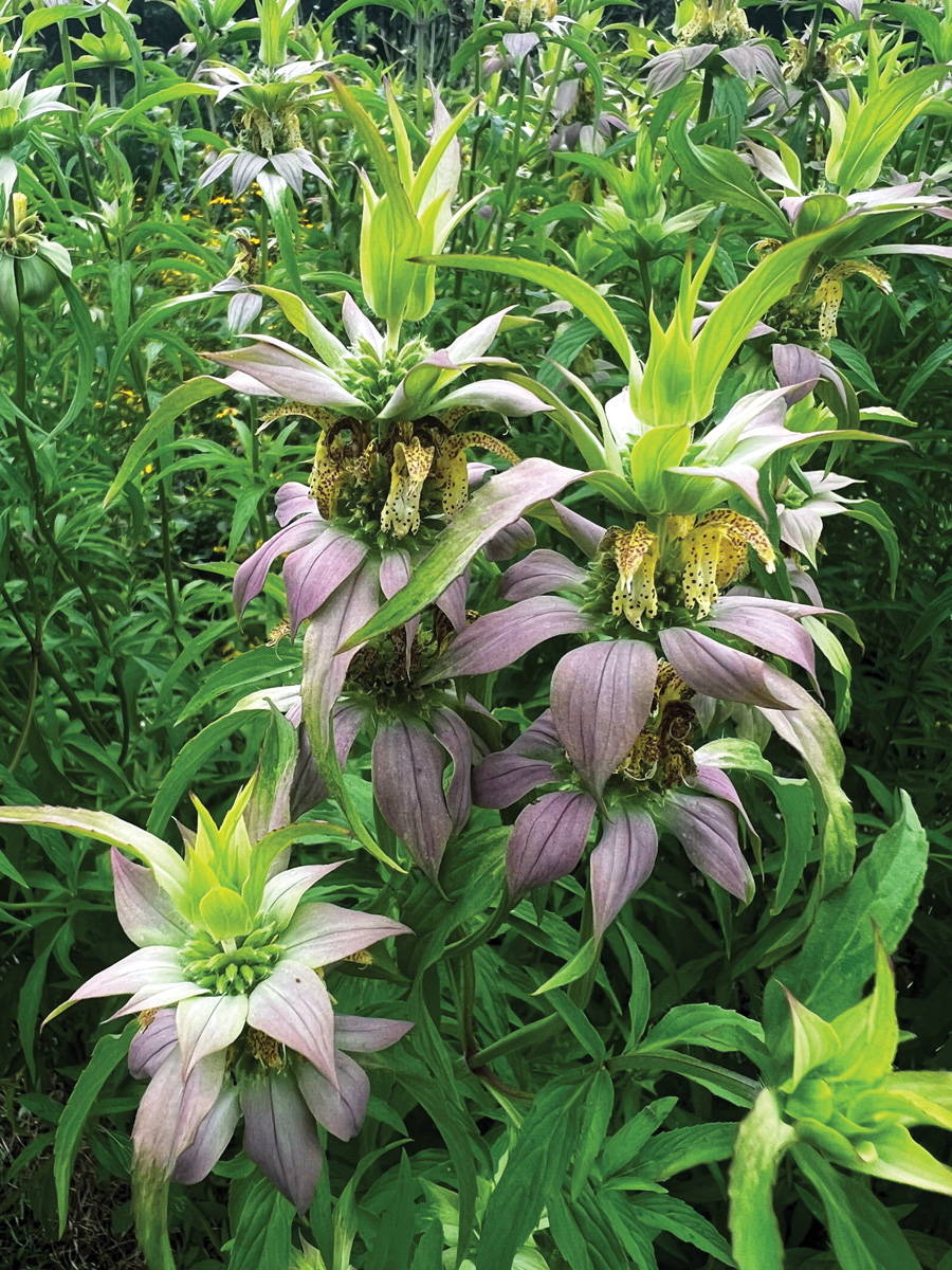 Spotted bee balm