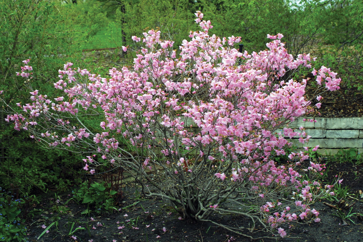 ‘Cornell Pink’ Korean rhododendron