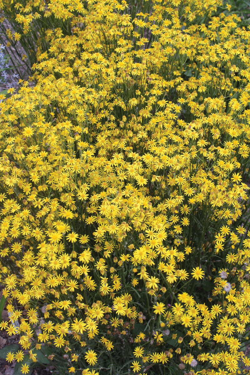 ‘Dark Shadows’ Golden ragwort