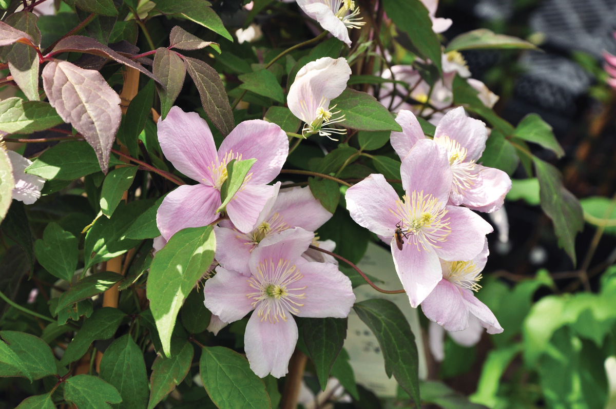 ‘Mayleen’ mountain clematis