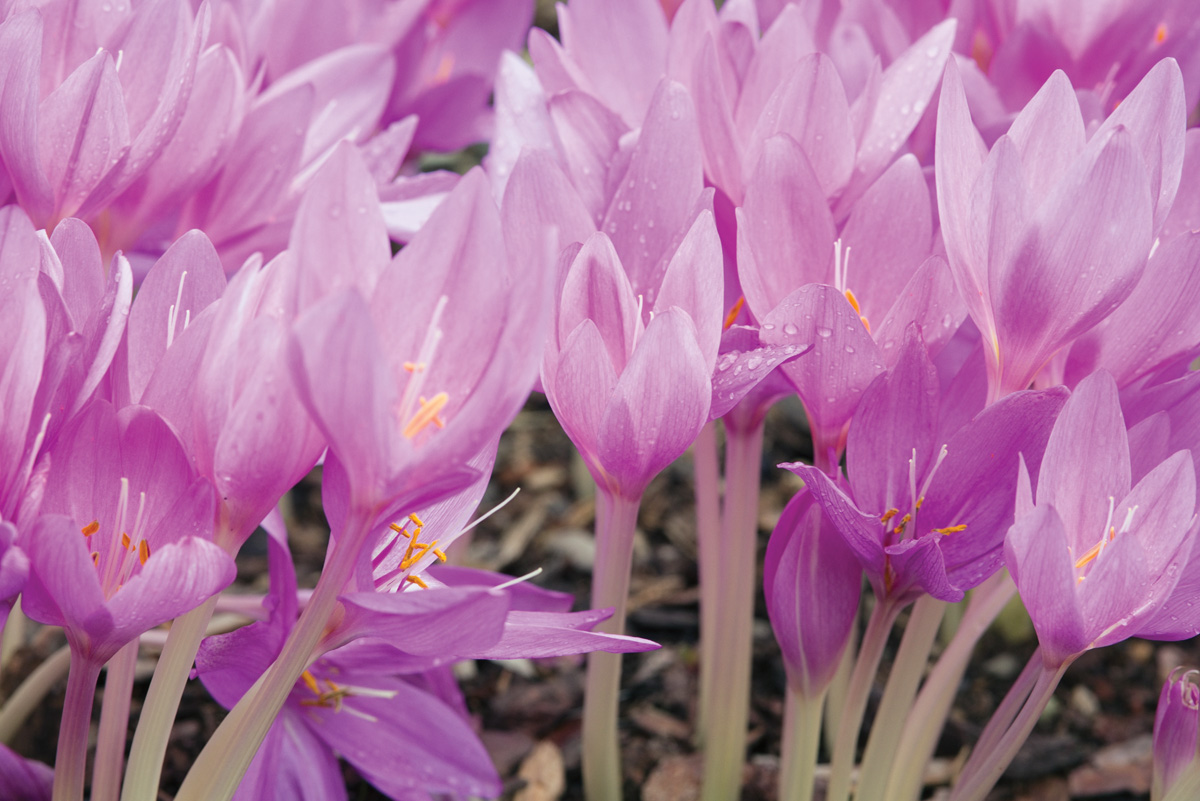 Autumn crocus
