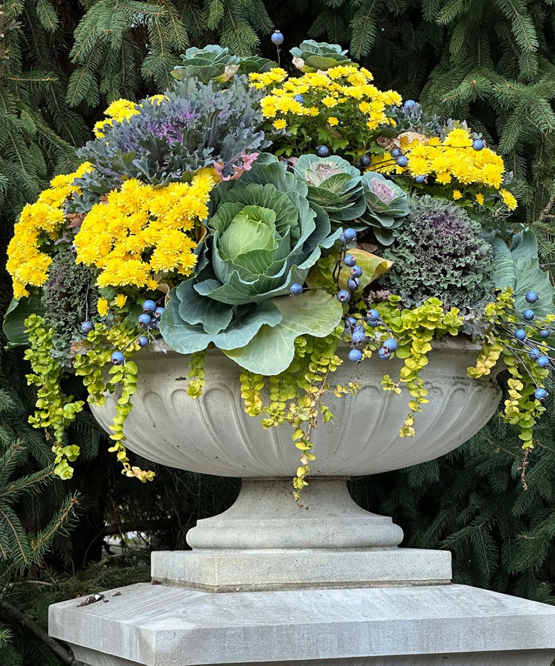 Yellow mums, ornamental cabbage, and kale in a large fall urn planter