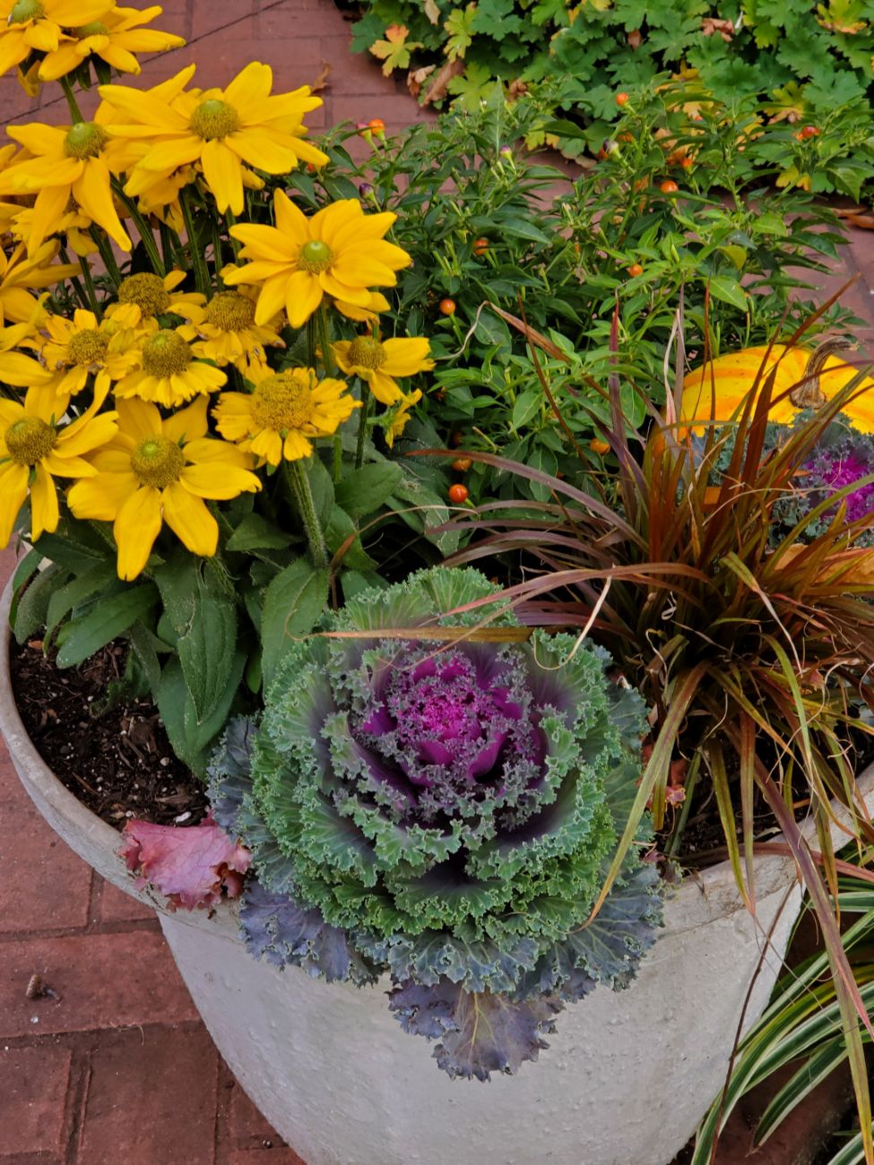 Rudbeckia, ornamental cabbage, ornamental pepper, and squash in fall planter