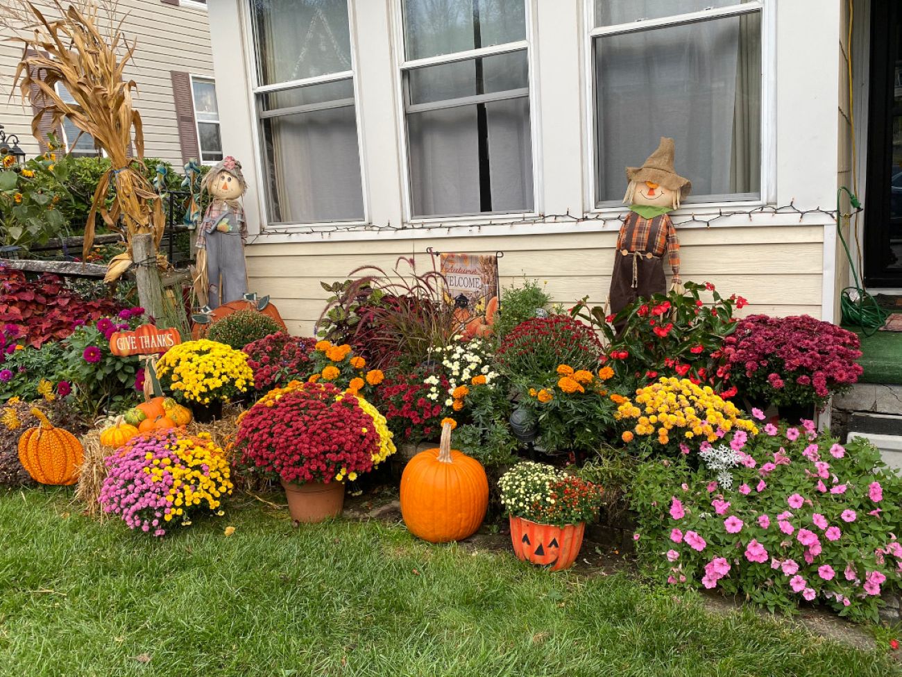 Mums, pumpkins, and summer annuals in colorful fall garden display