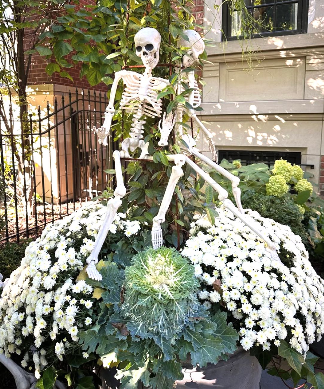 White mums and ornamental cabbage with skeletons in Halloween container display