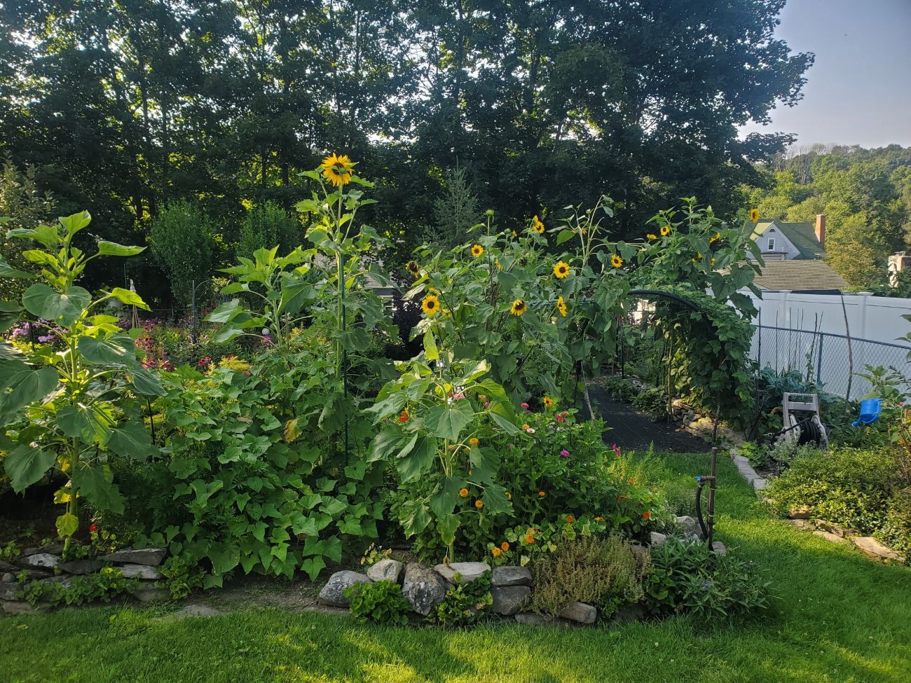 Volunteer sunflowers and pole beans in Candice’s New Jersey garden