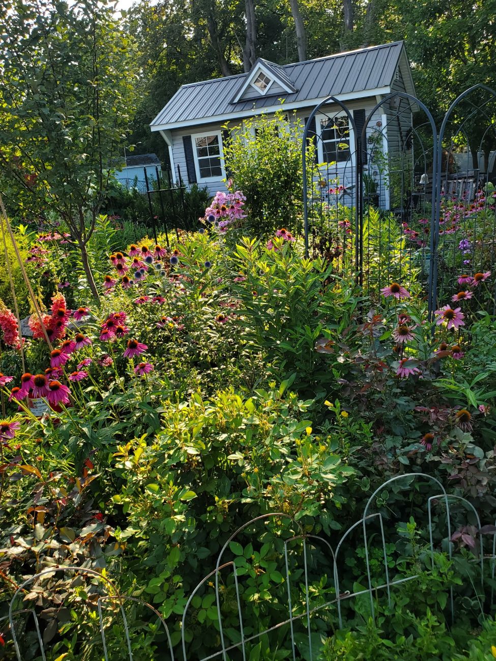 Purple coneflowers and layered perennial beds surrounding a garden shed