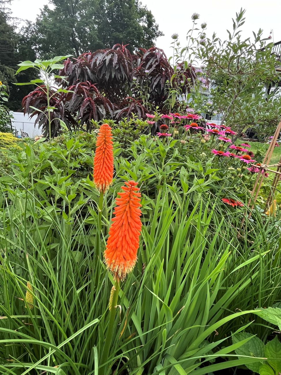 Orange red-hot poker blooming in front of dwarf ornamental peach