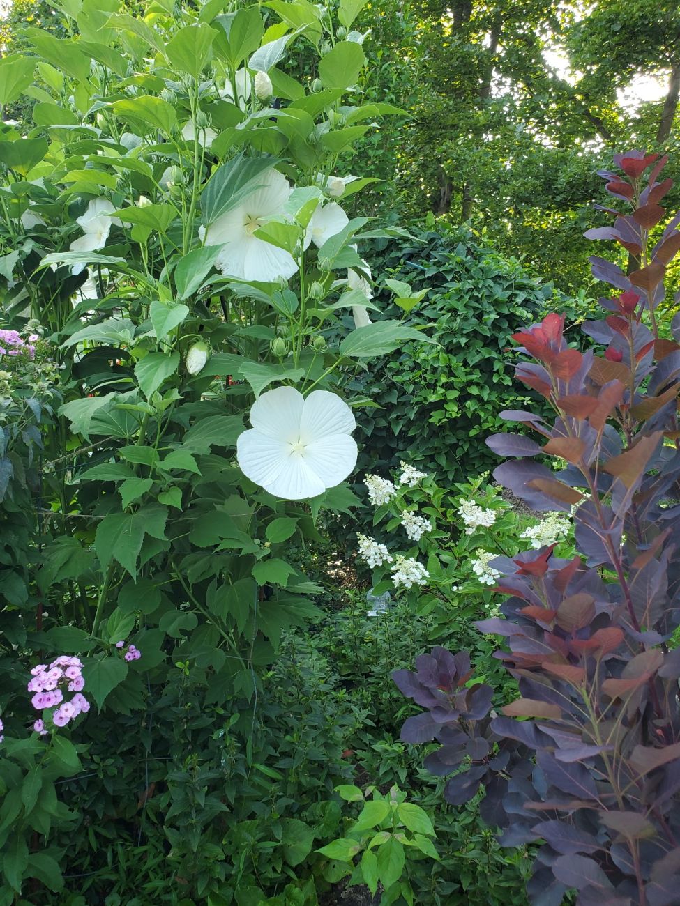 Tall white hardy hibiscus beside purple smoke bush