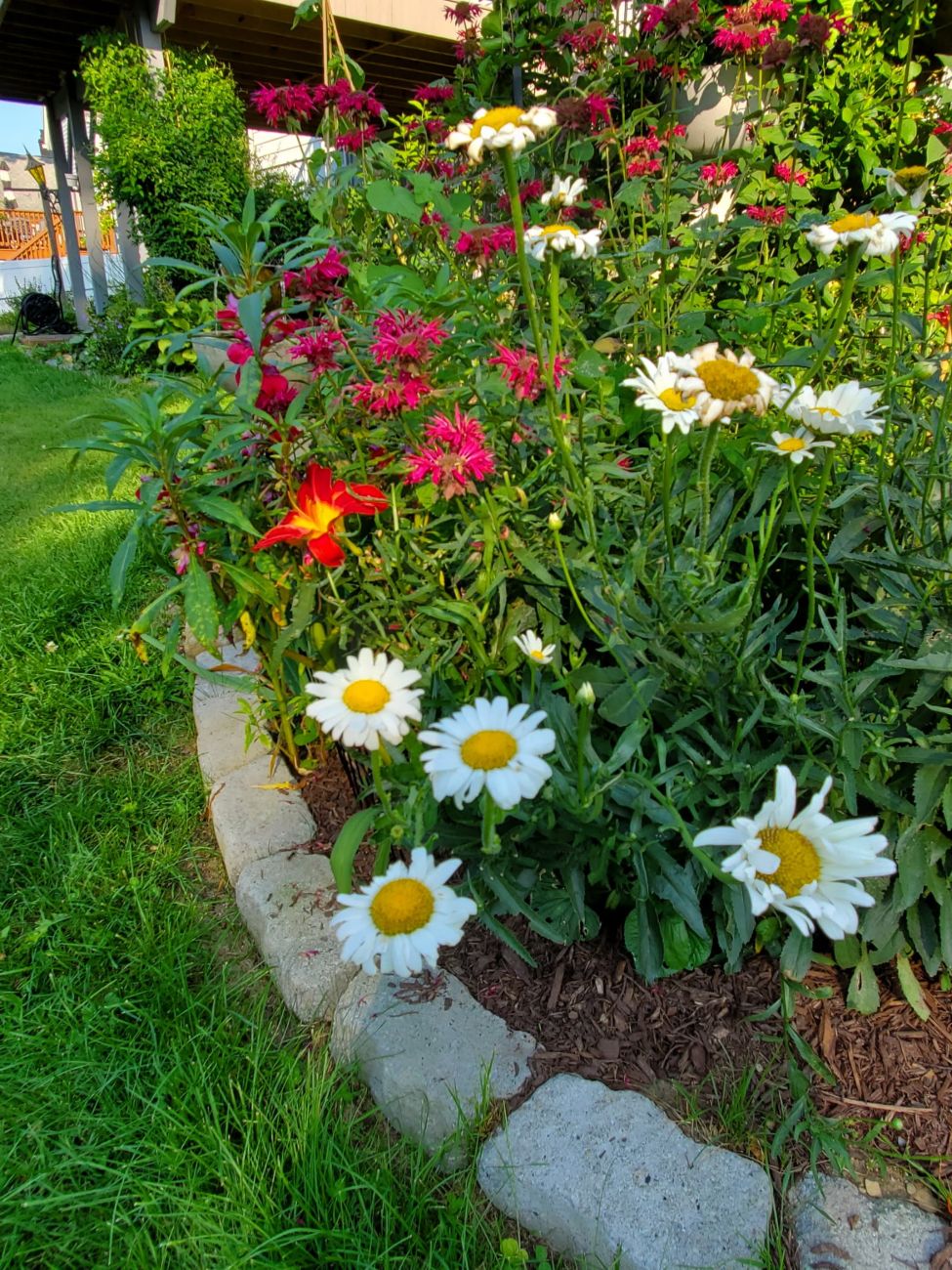 Red bee balm and white daisy-like flowers in summer garden