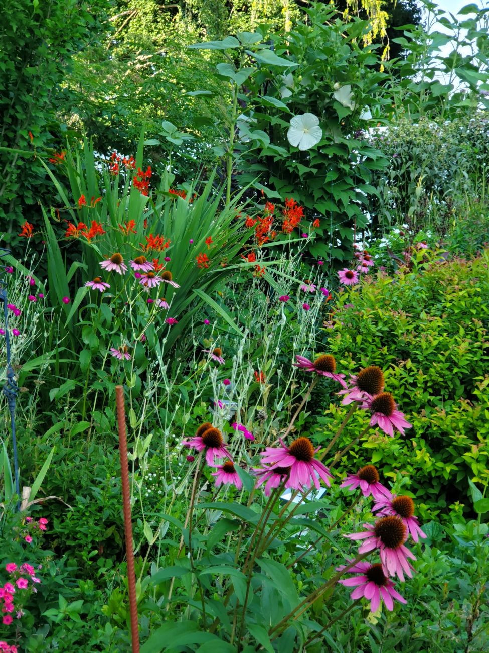 Crocosmia, coneflowers, and tall white hardy hibiscus in summer garden