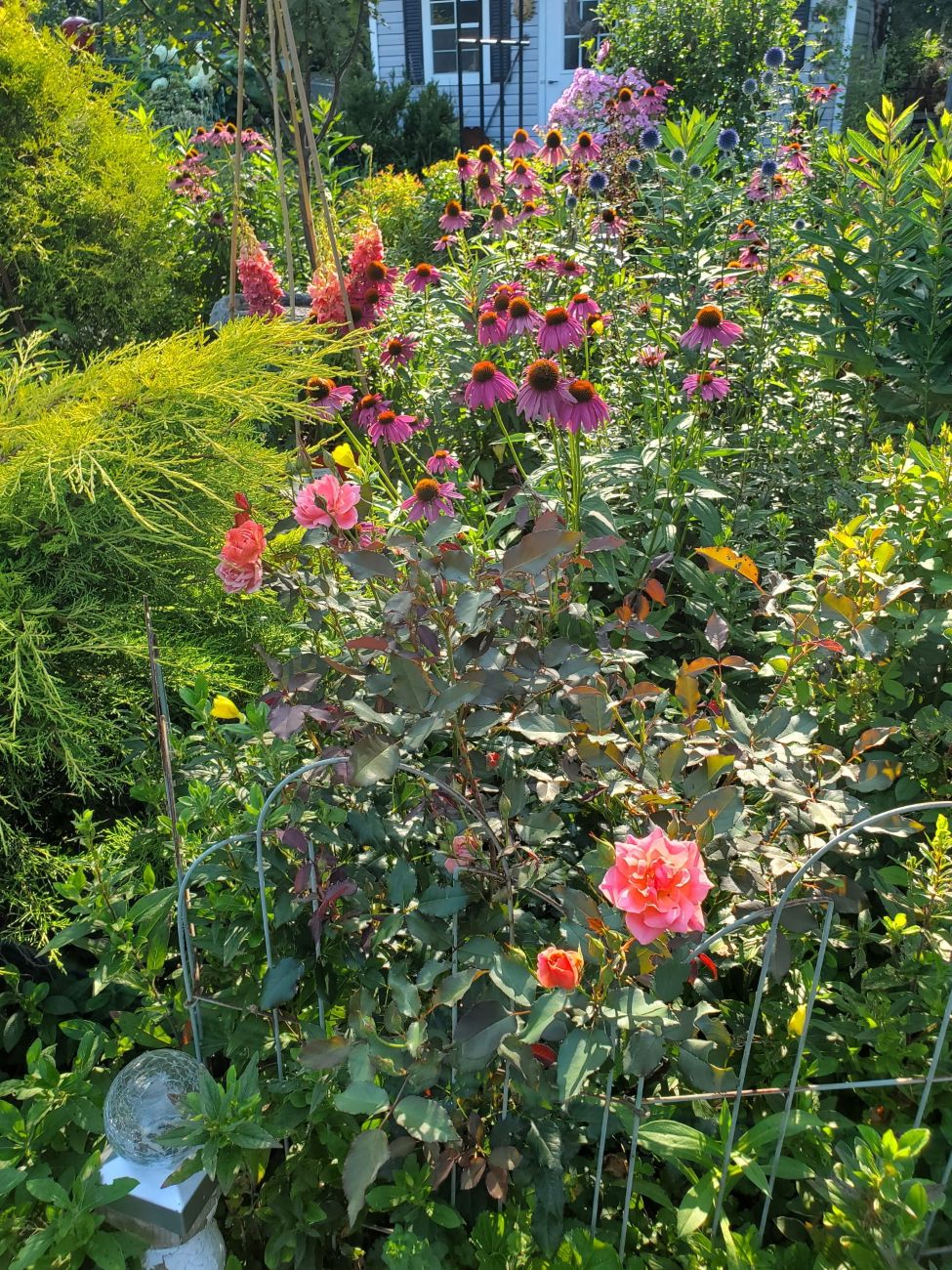 Dense perennial border with coneflowers, roses, globe thistle, phlox, foxgloves, and false cypress