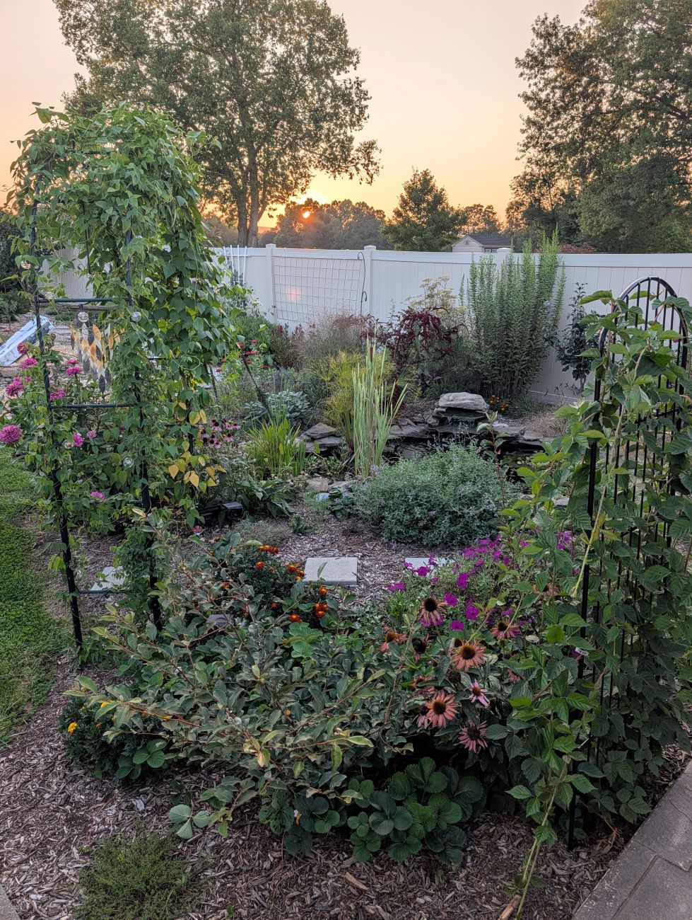 Sunset view of enlarged garden pond, planted archway, and surrounding perennial beds