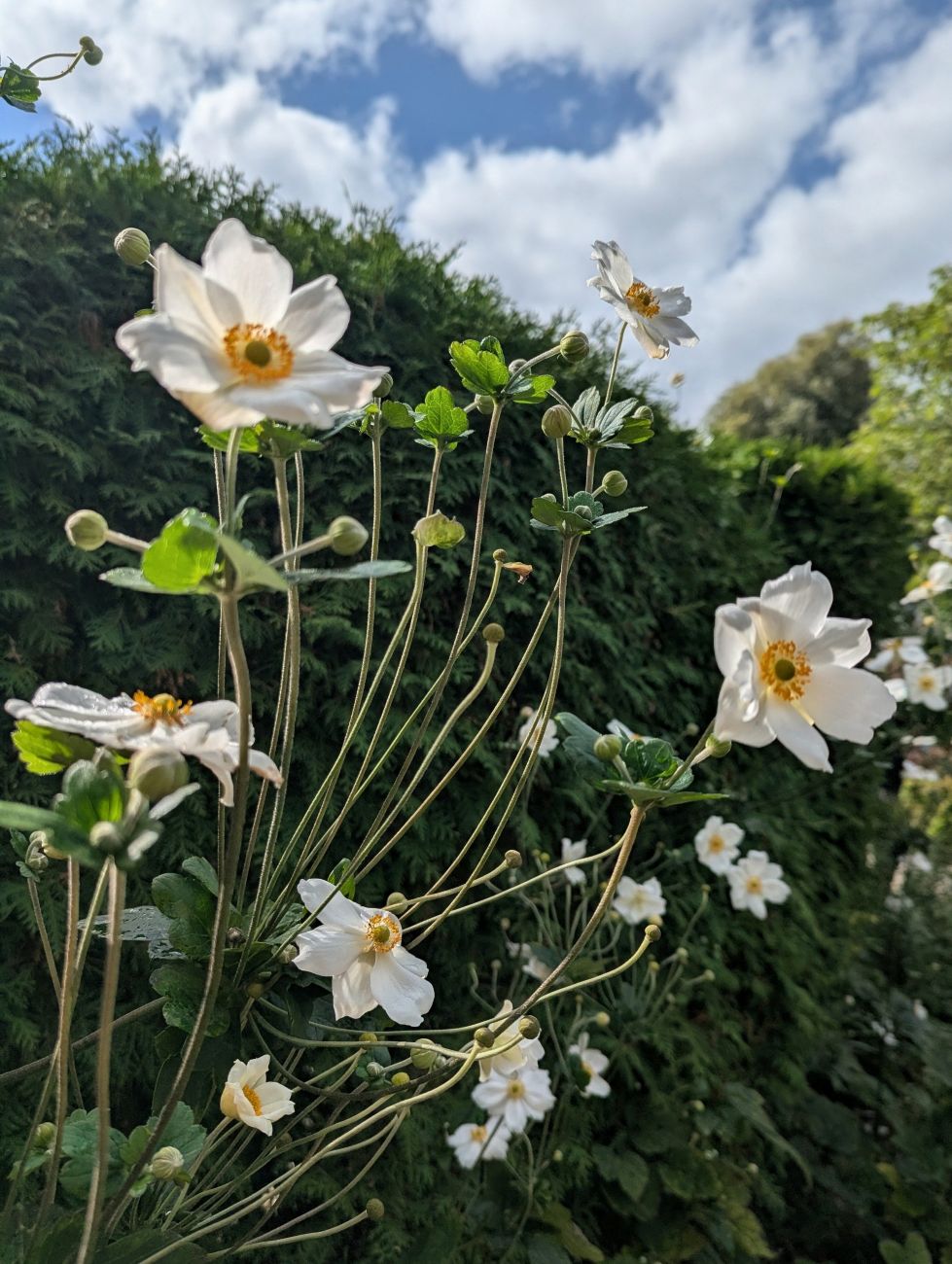 White Japanese anemones blooming above green foliage