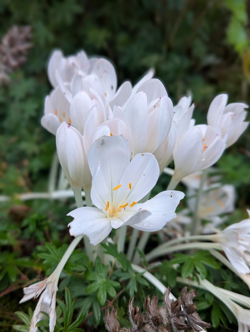 White autumn crocuses blooming among low green foliage