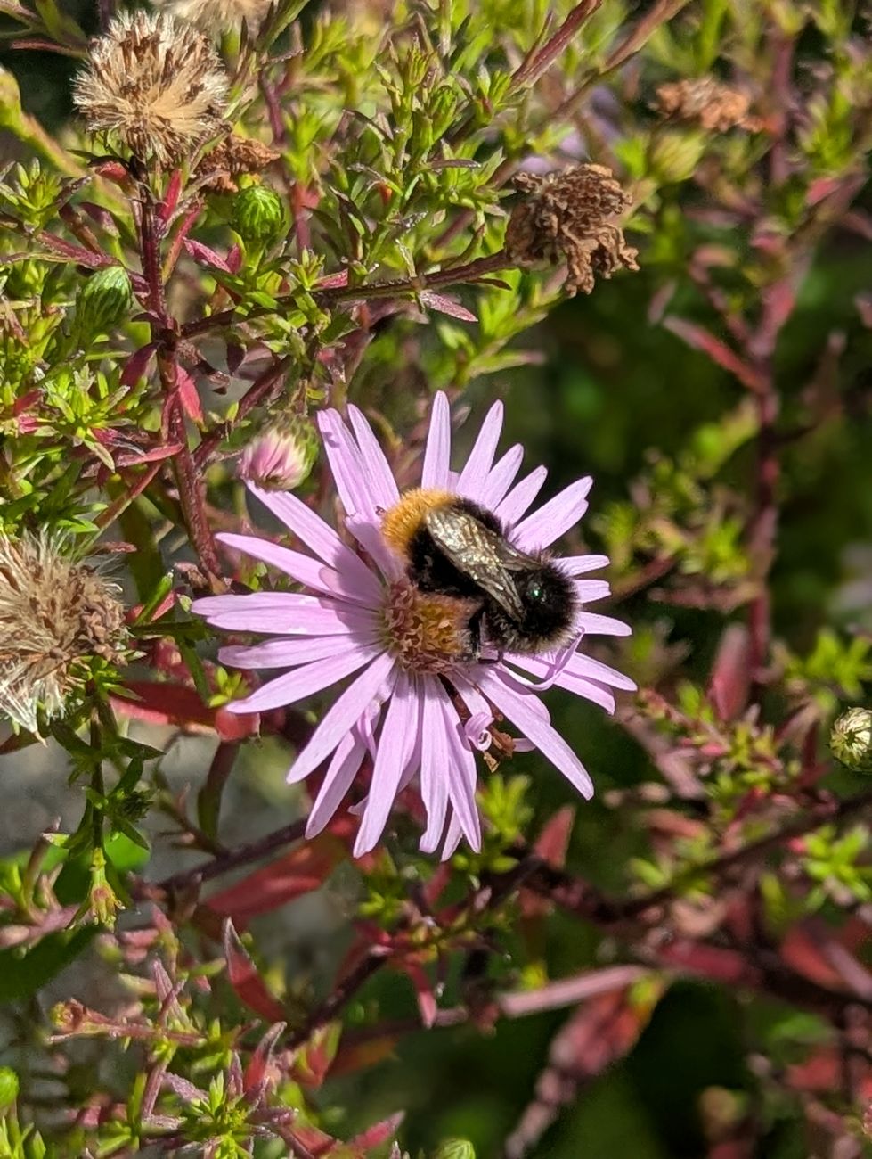Bumblebee feeding on a pale purple aster flower