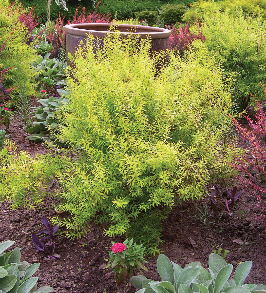 Ogon spirea Spiraea thunbergii Mellow Yellow in the garden