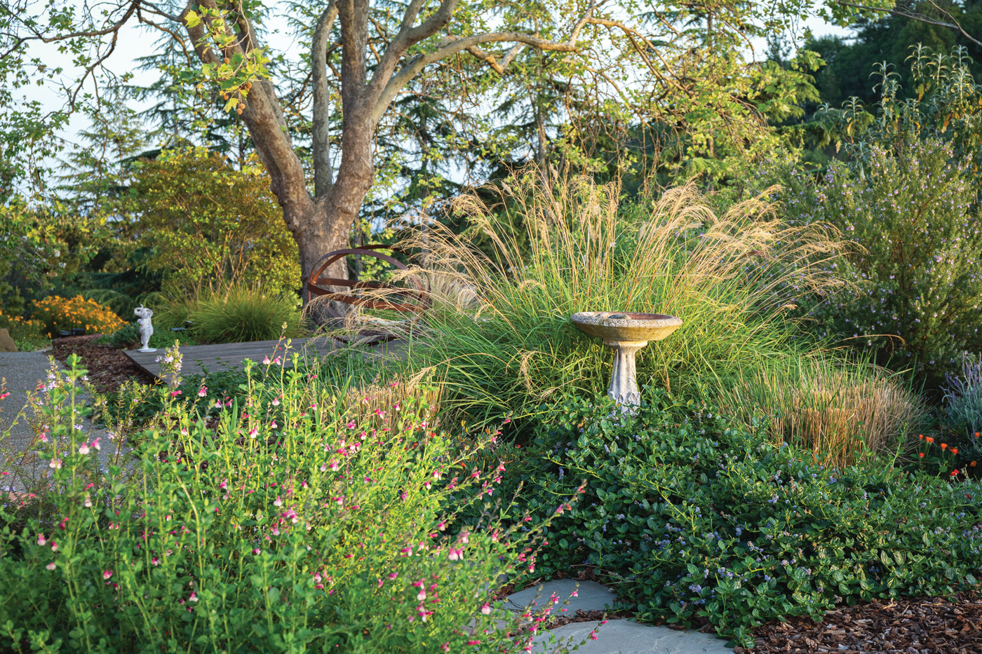 Mixture of plants with bird bath
