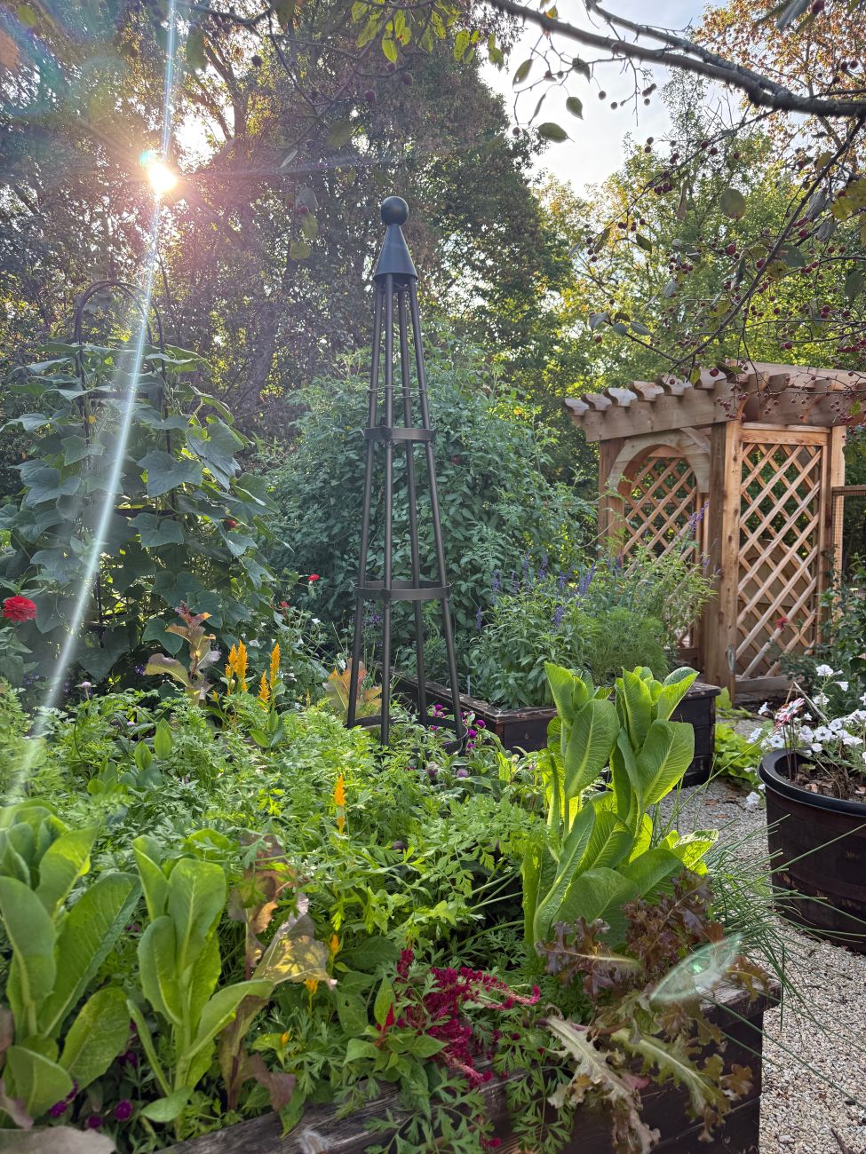Metal obelisk and wooden garden structure surrounded by dense plantings
