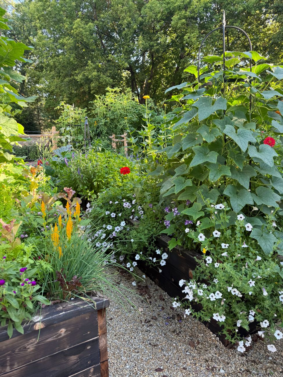 Tall climbing vegetables and flowers growing around raised beds and trellises