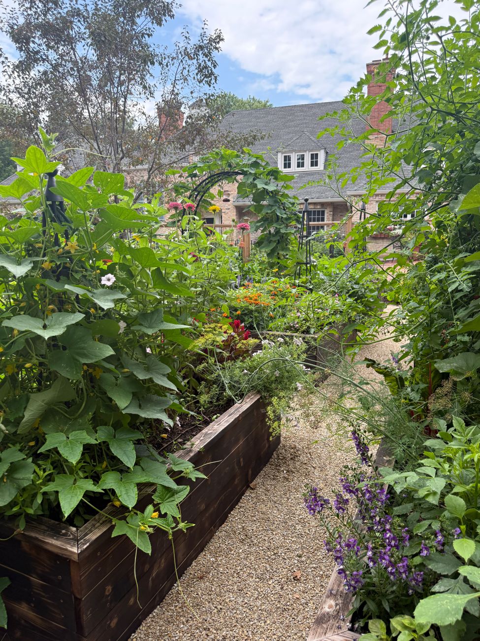 Narrow gravel path winding between densely planted raised beds