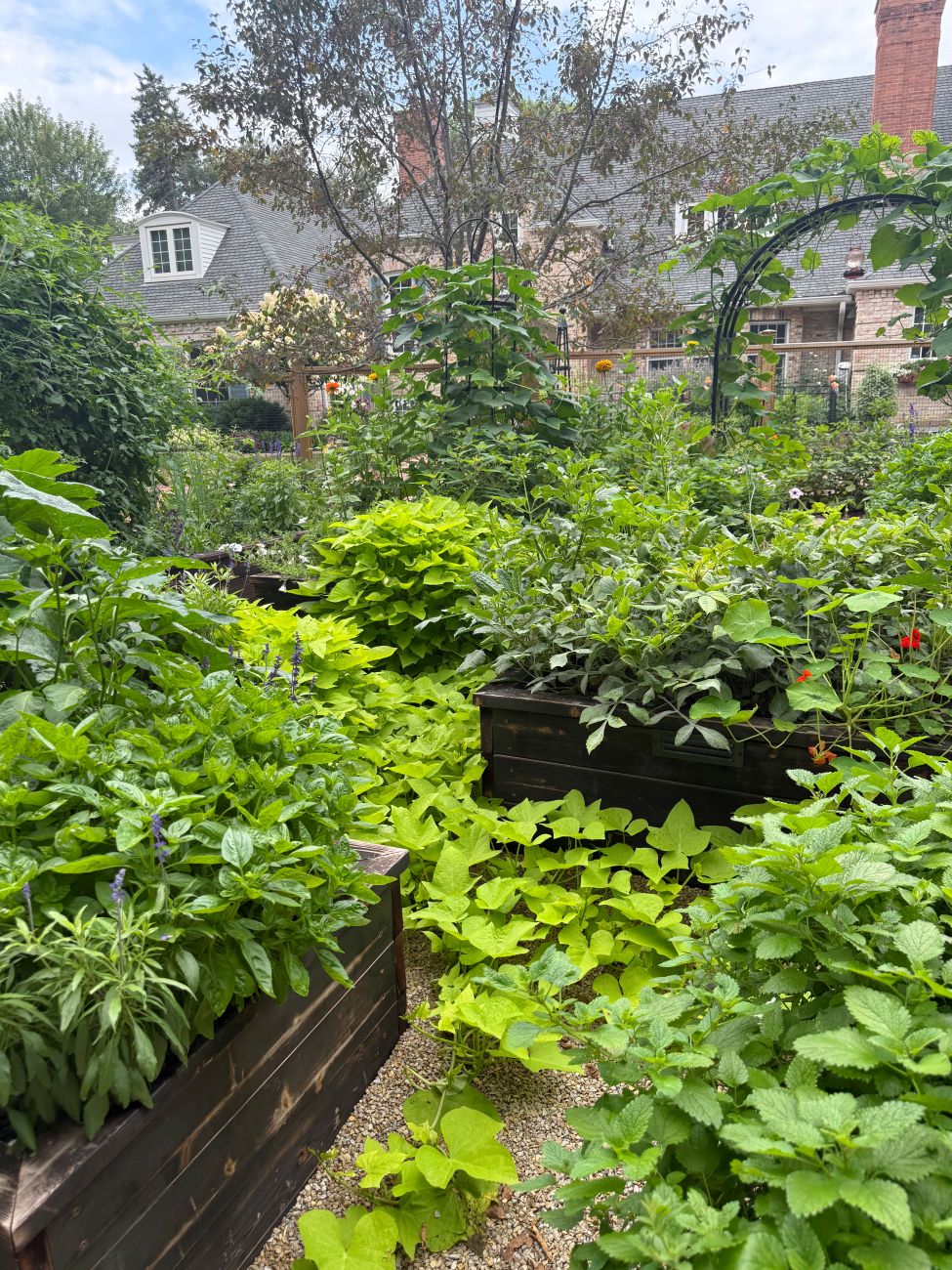 Chartreuse vines spill from densely planted raised beds into a narrow gravel garden path