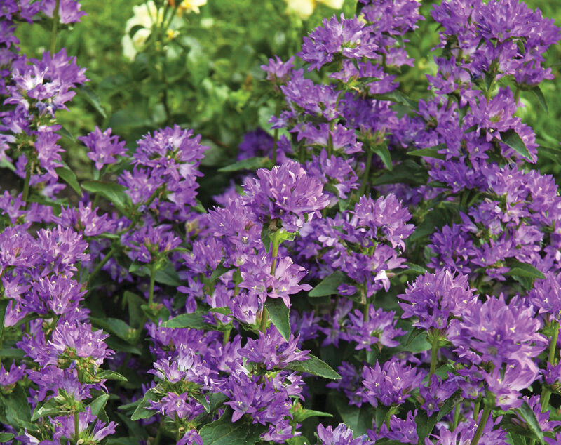 Best Plants for Your Mountain West Garden Shopping List - Fine Gardening