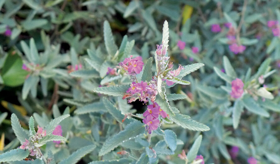Best Plants for Your Southwest Garden Shopping List - Fine Gardening
