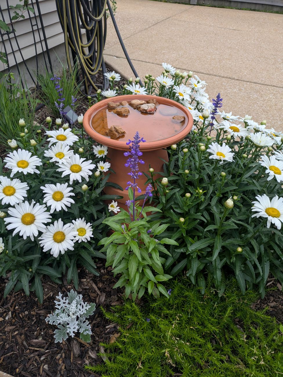 Terra-cotta birdbath surrounded by white Shasta daisies, purple salvia, and creeping phlox.