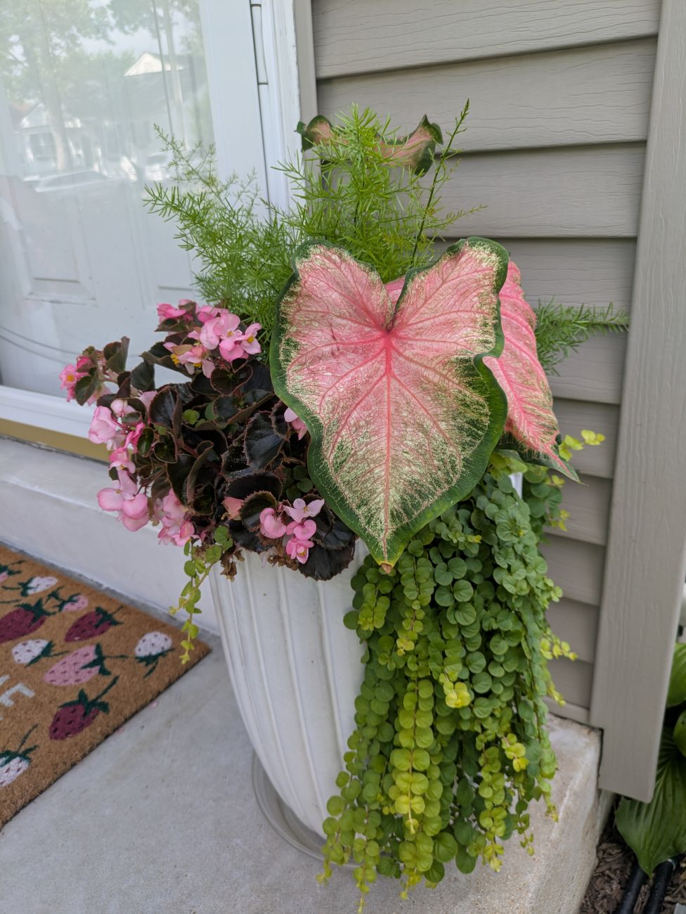 Large porch container filled with pink caladium, begonias, asparagus fern, and trailing creeping Jenny.