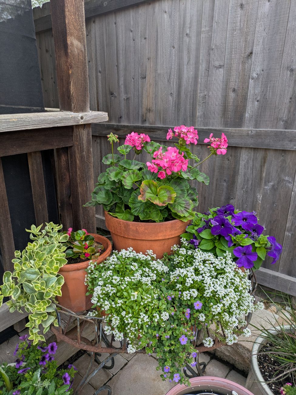 terra-cotta pots overflowing with pink geraniums, purple petunias, white alyssum, begonias, and trailing foliage on a vintage iron stand.