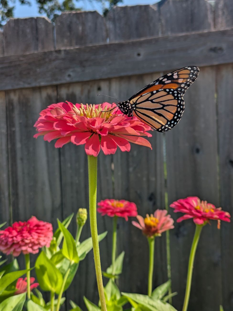 Monarch butterfly feeding on a bright pink zinnia bloom.