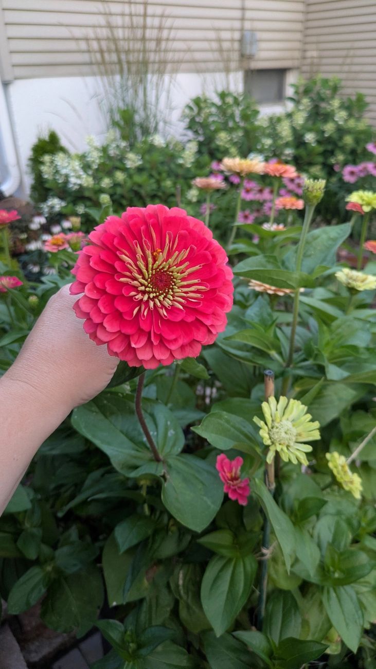 Large carmine-pink zinnia bloom held above a garden filled with pink flowers.