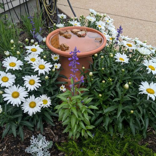 A Small St. Louis Garden Packed With Flowers - Fine Gardening