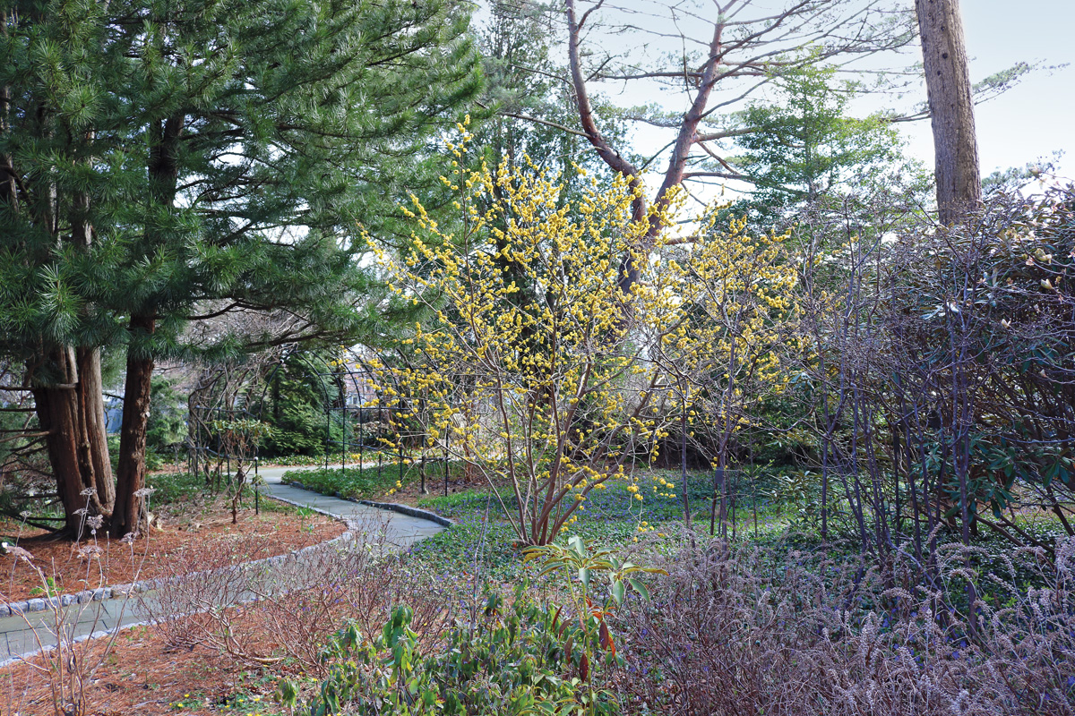 Japanese spicebush