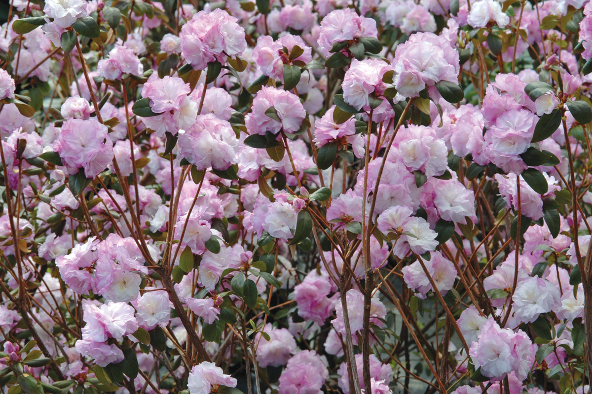 April Mist rhododendron