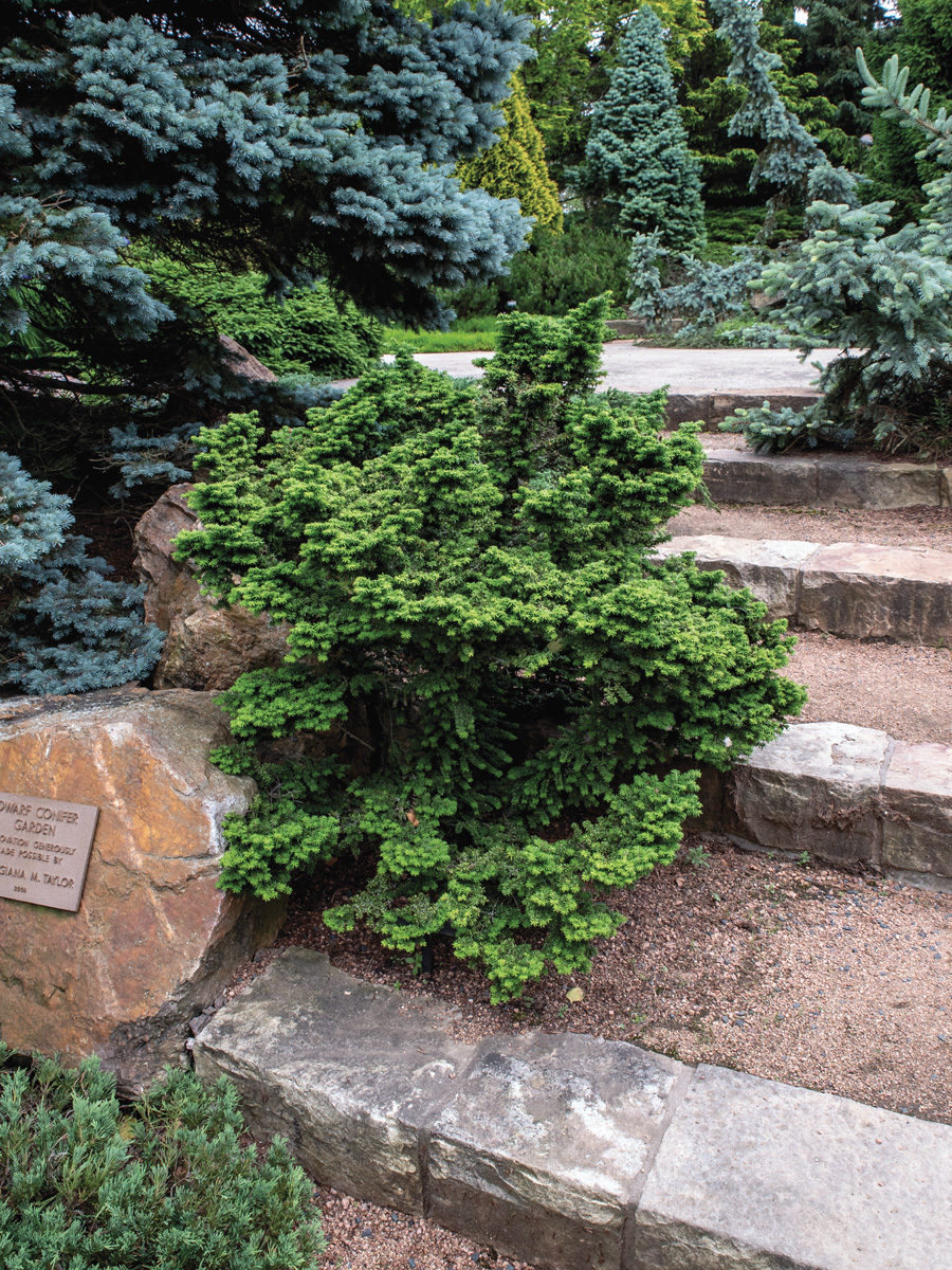 Husii Canadian hemlock