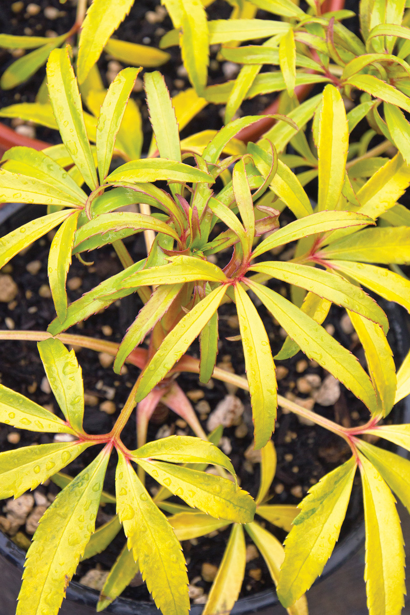 ‘Gold Bullion’ stinking hellebore