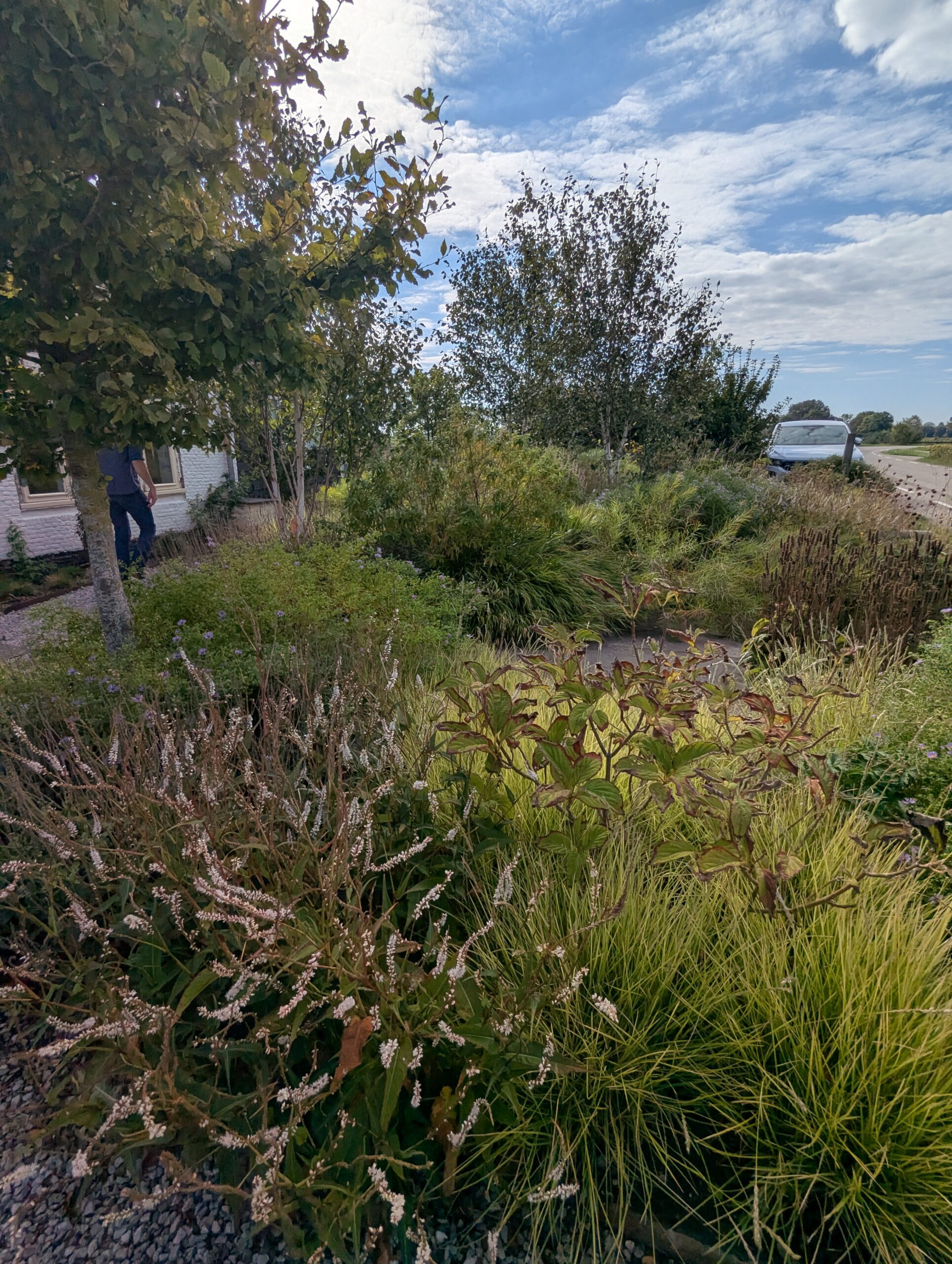naturalistic front garden planting with grasses and shrubs along a country road