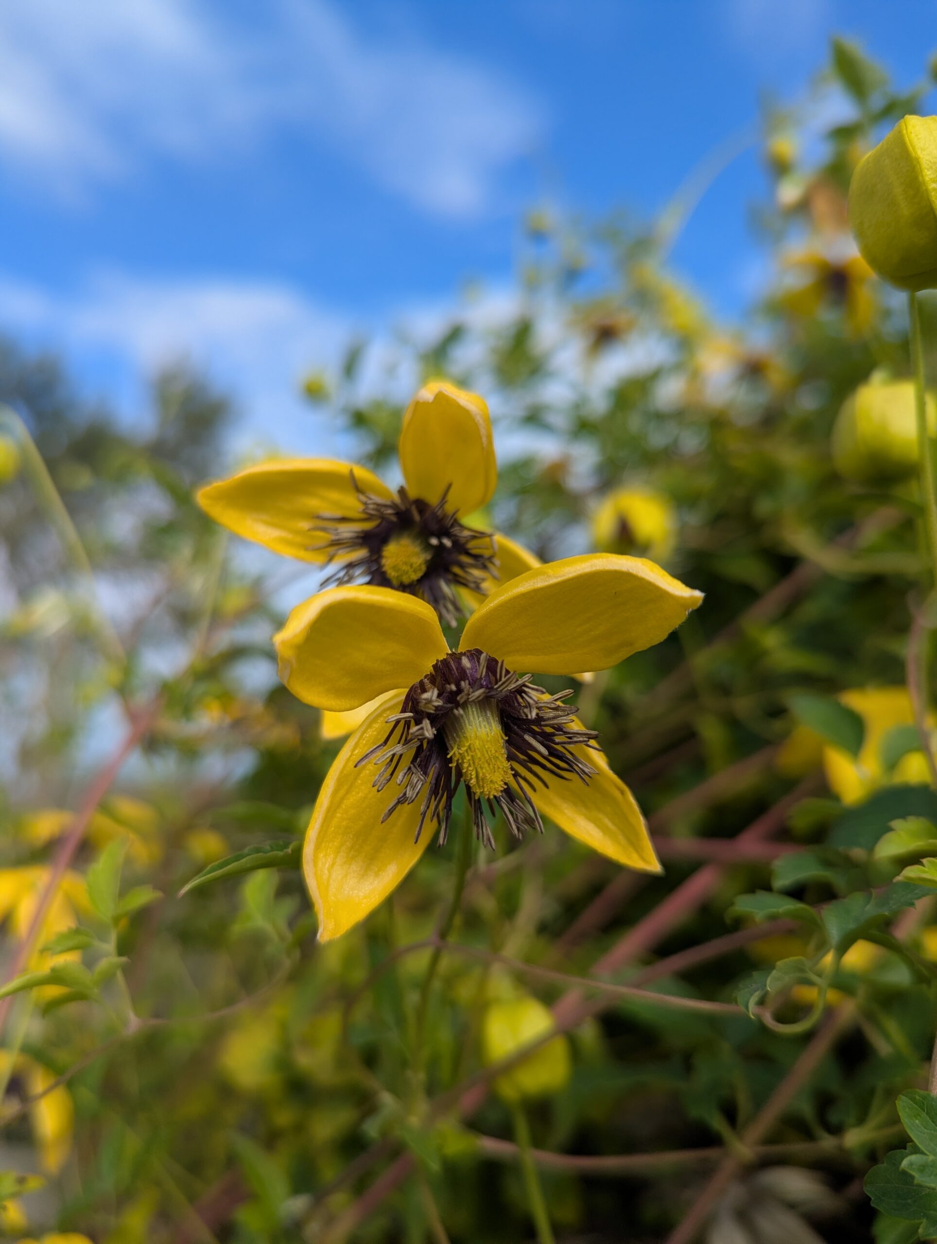 close up of golden yellow bell shaped clematis flowers