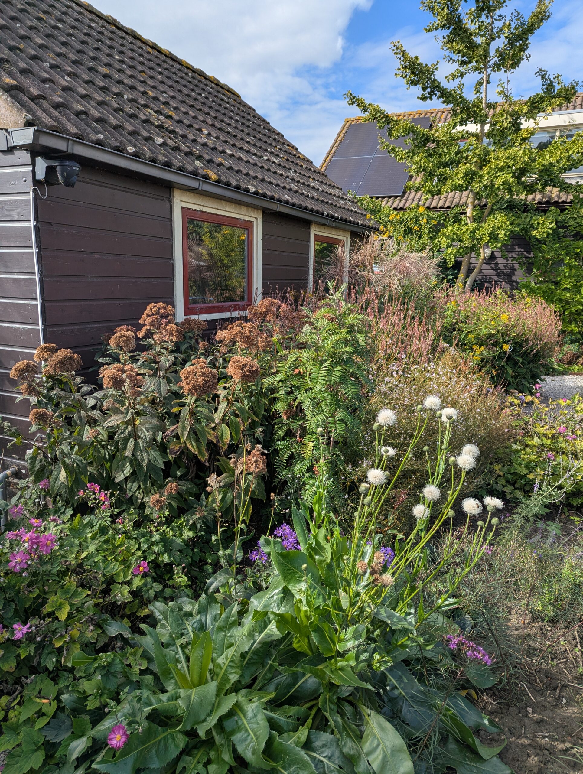 garden bed beside a dark wooden shed with hydrangeas, ferns, and asters